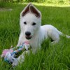 Betty als Welpe